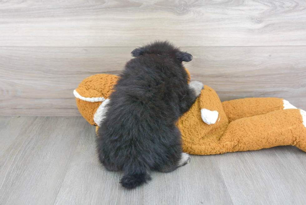 Best Pomeranian Baby