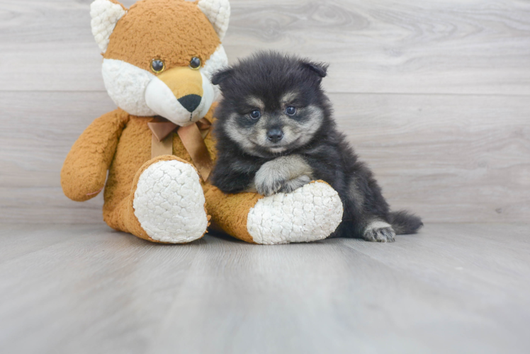Best Pomeranian Baby