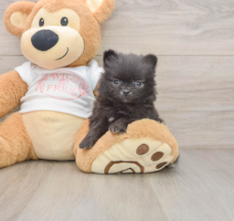 7 week old Pomeranian Puppy For Sale - Premier Pups