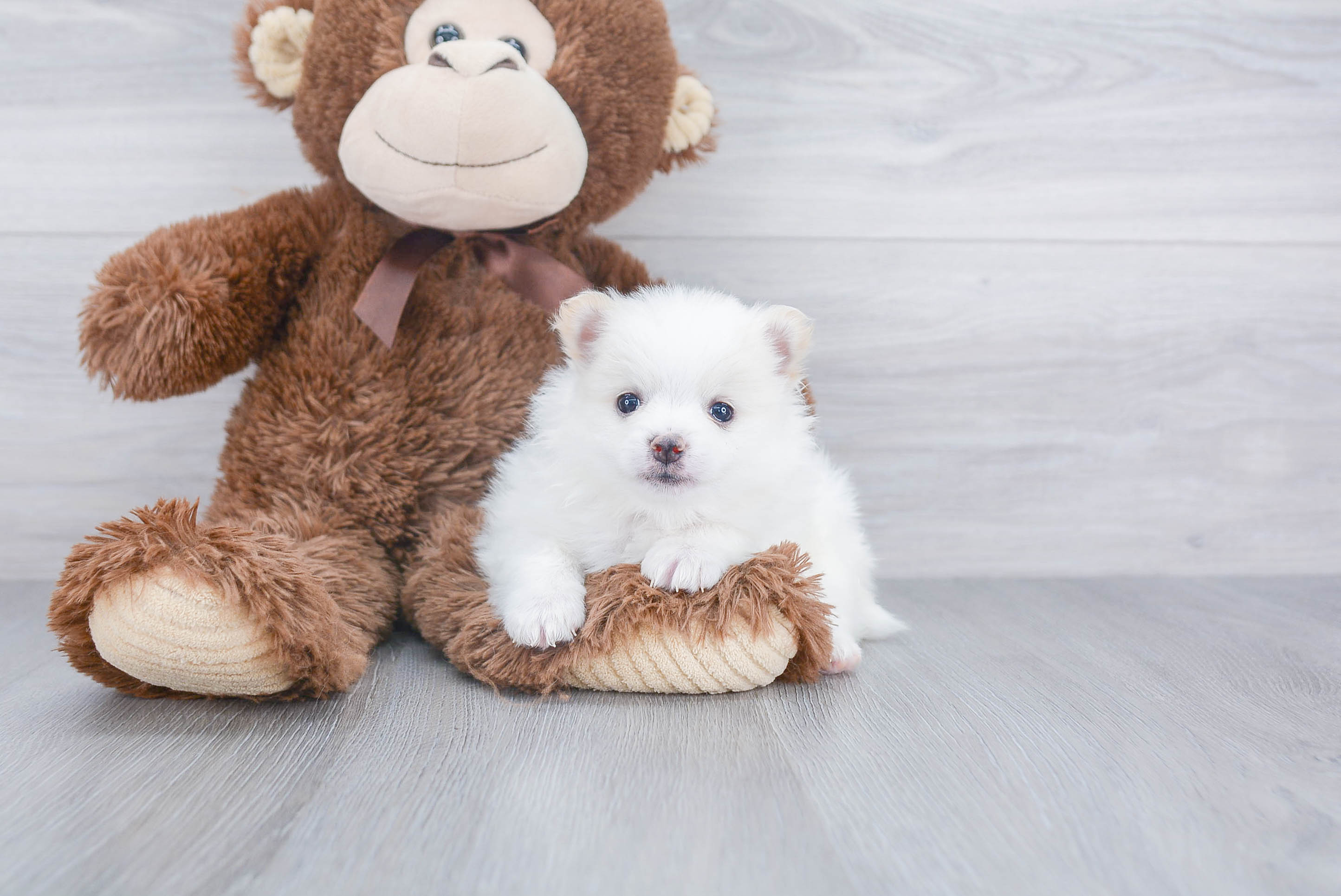 Best Pomeranian Baby