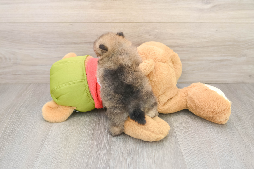 Best Pomeranian Baby