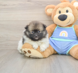 9 week old Pomeranian Puppy For Sale - Premier Pups