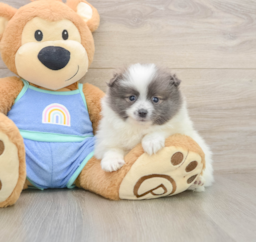 9 week old Pomeranian Puppy For Sale - Premier Pups