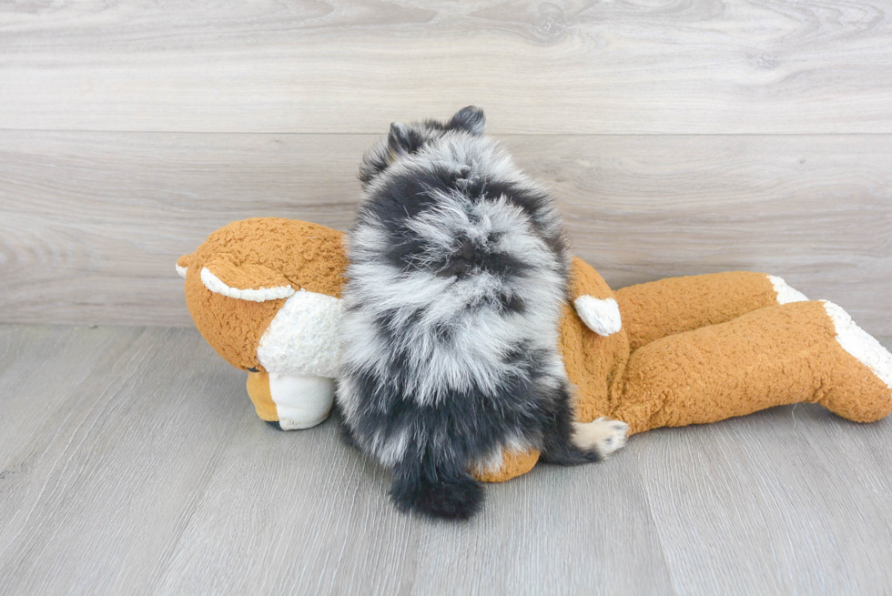 Funny Pomeranian Baby