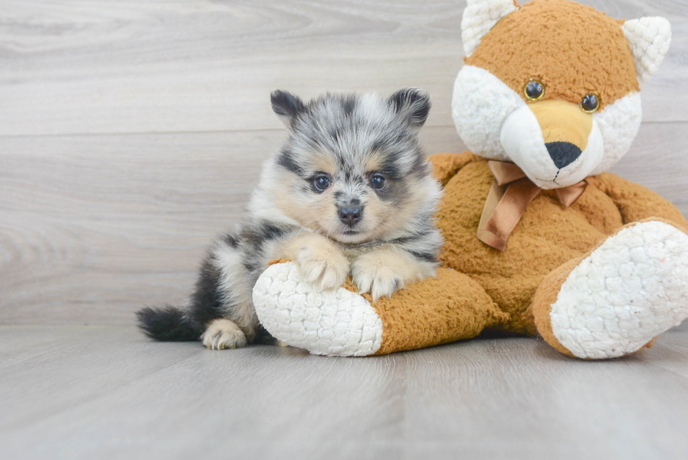 Playful Pomeranian Purebred Pup