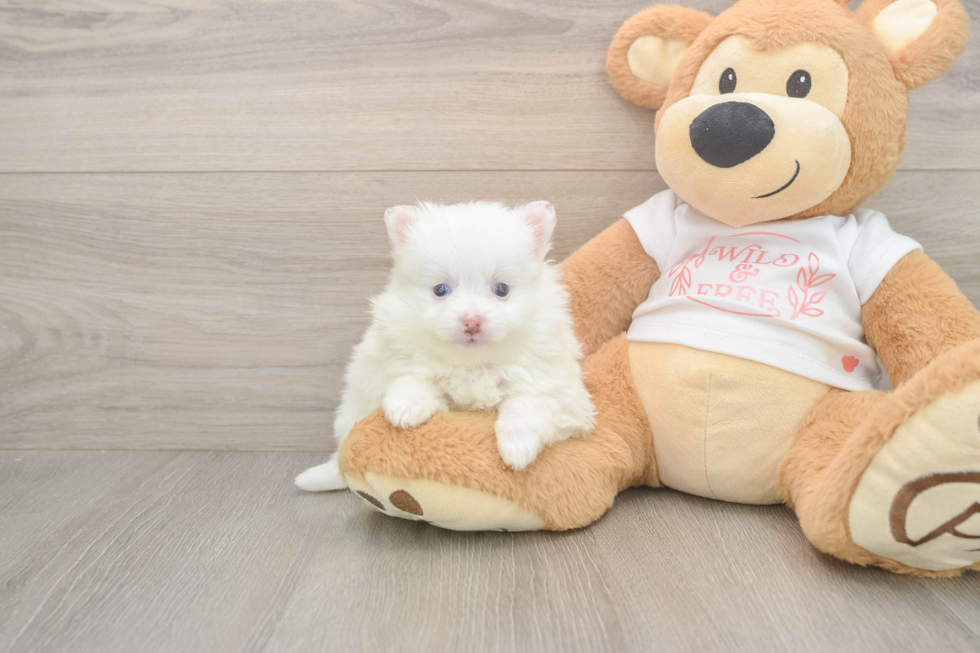 Adorable Loulou Purebred Puppy