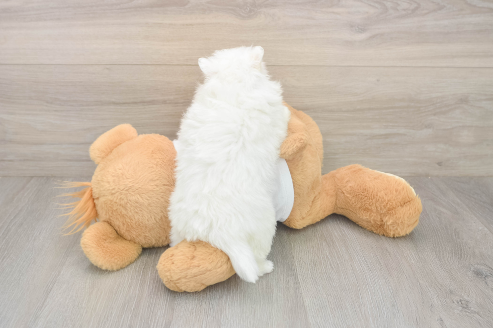 Energetic Loulou Purebred Puppy