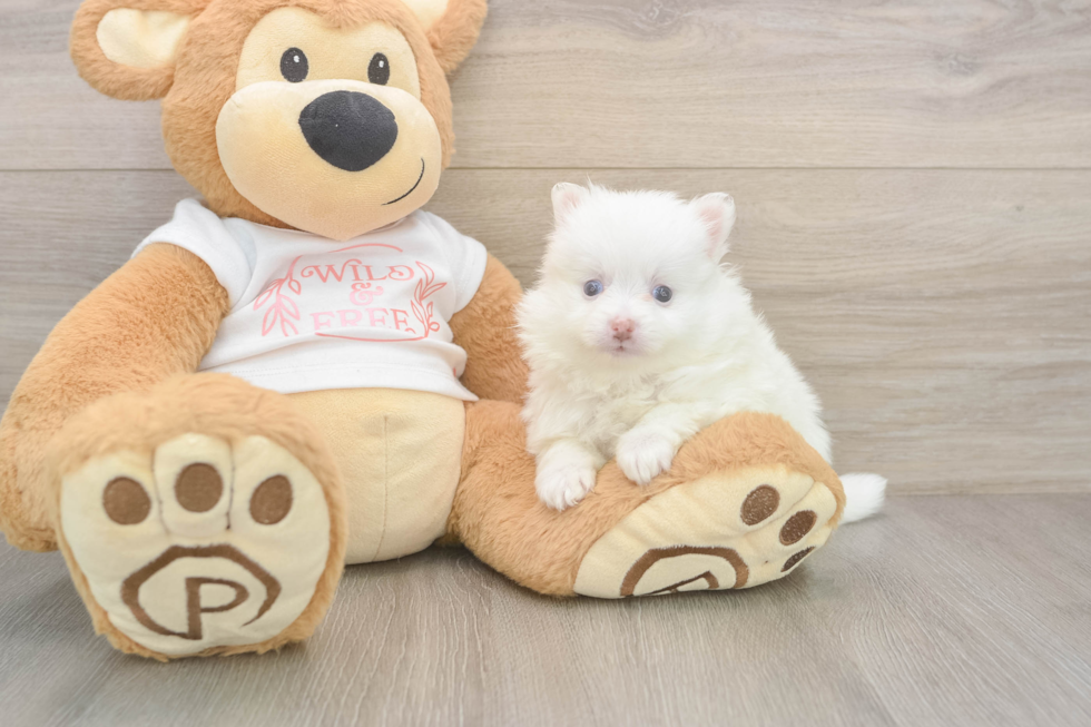 Pomeranian Puppy for Adoption