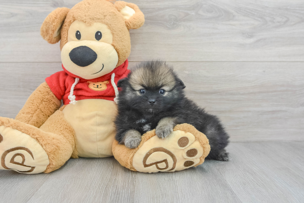 Best Pomeranian Baby
