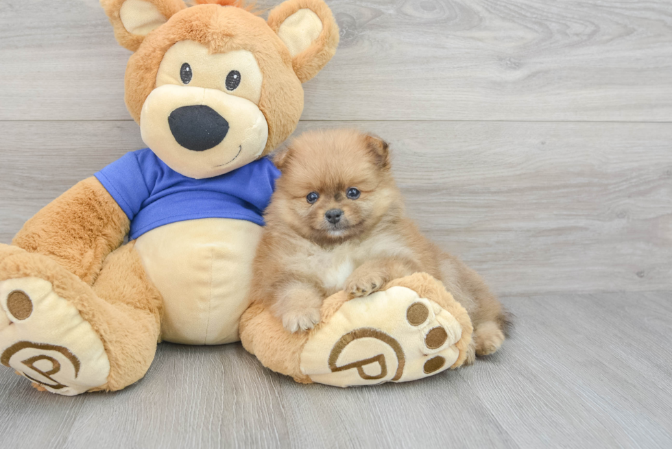 Pomeranian Pup Being Cute