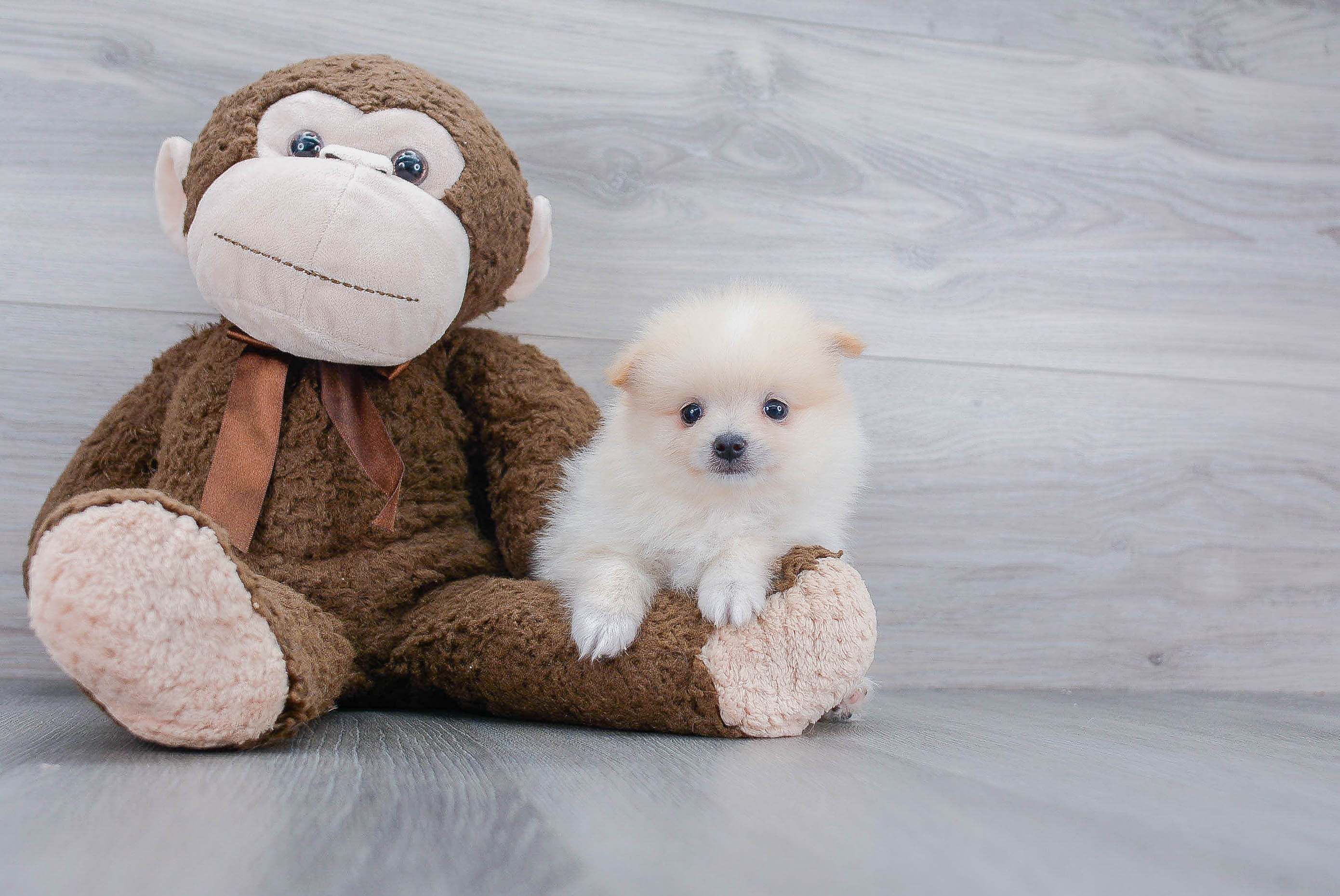 Playful Pomeranian Purebred Pup