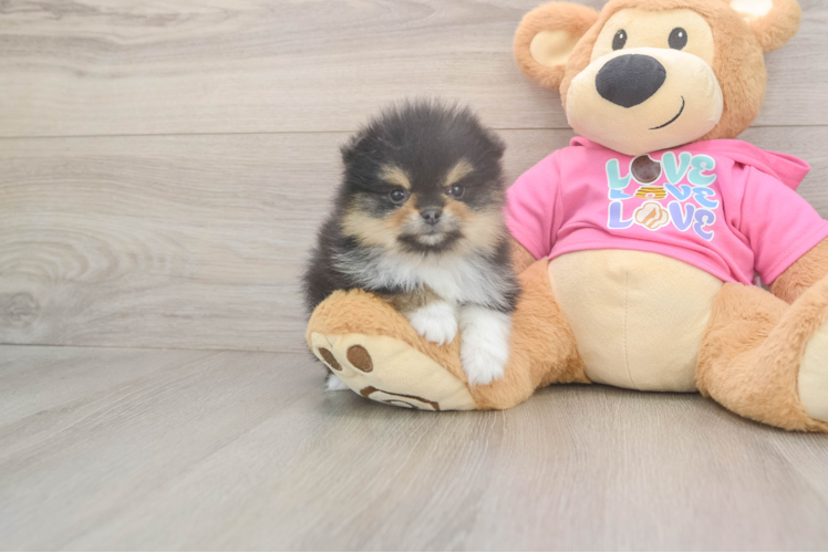 Best Pomeranian Baby