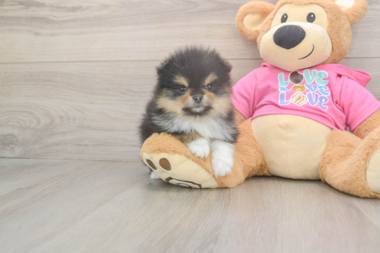 Best Pomeranian Baby