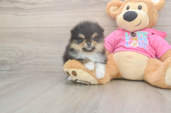 Best Pomeranian Baby