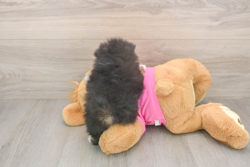 Best Pomeranian Baby