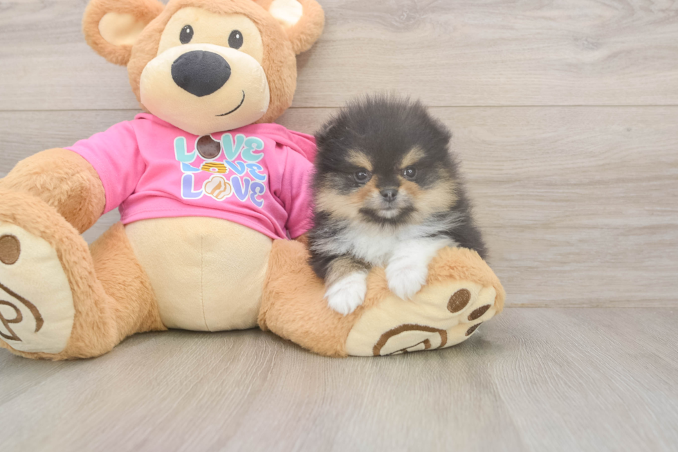 Akc Registered Pomeranian Baby