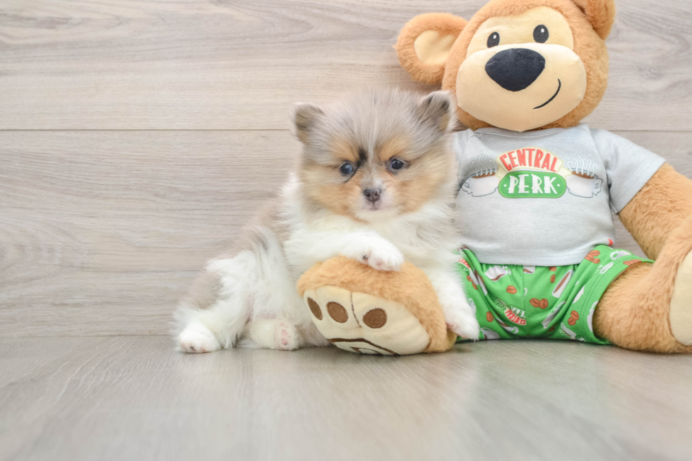Pomeranian Pup Being Cute
