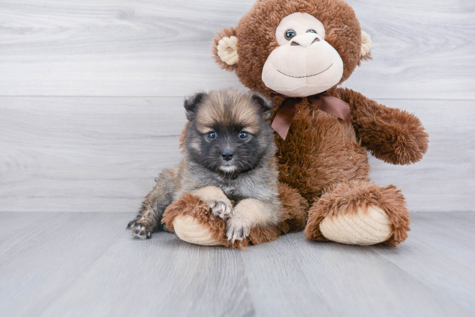 Pomsky Pup Being Cute