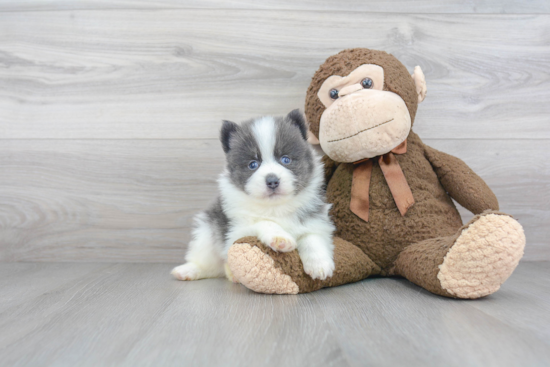 Adorable Mini Husky Designer Puppy