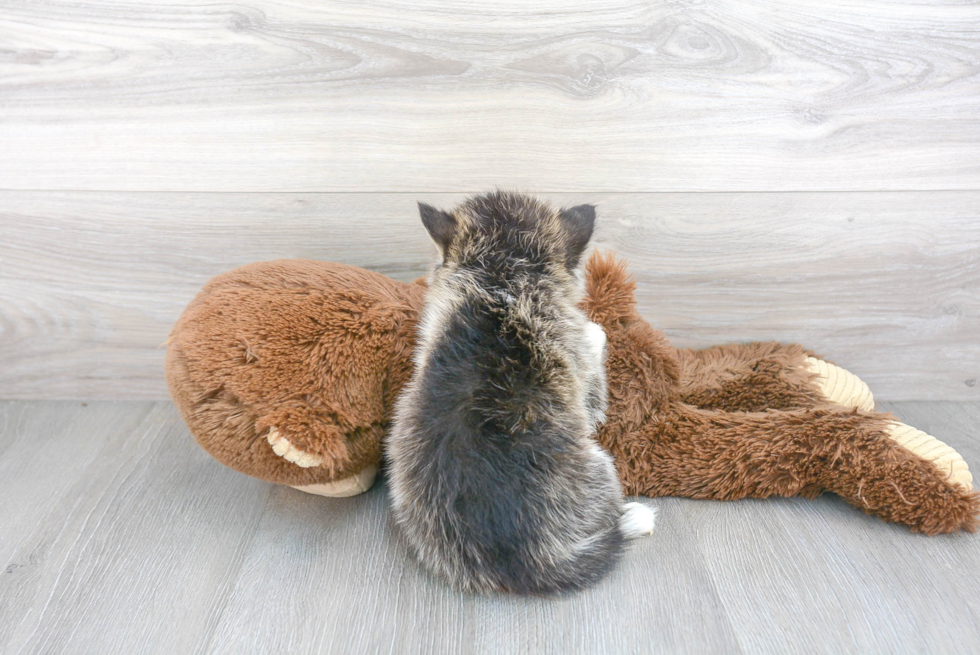 Pomsky Puppy for Adoption