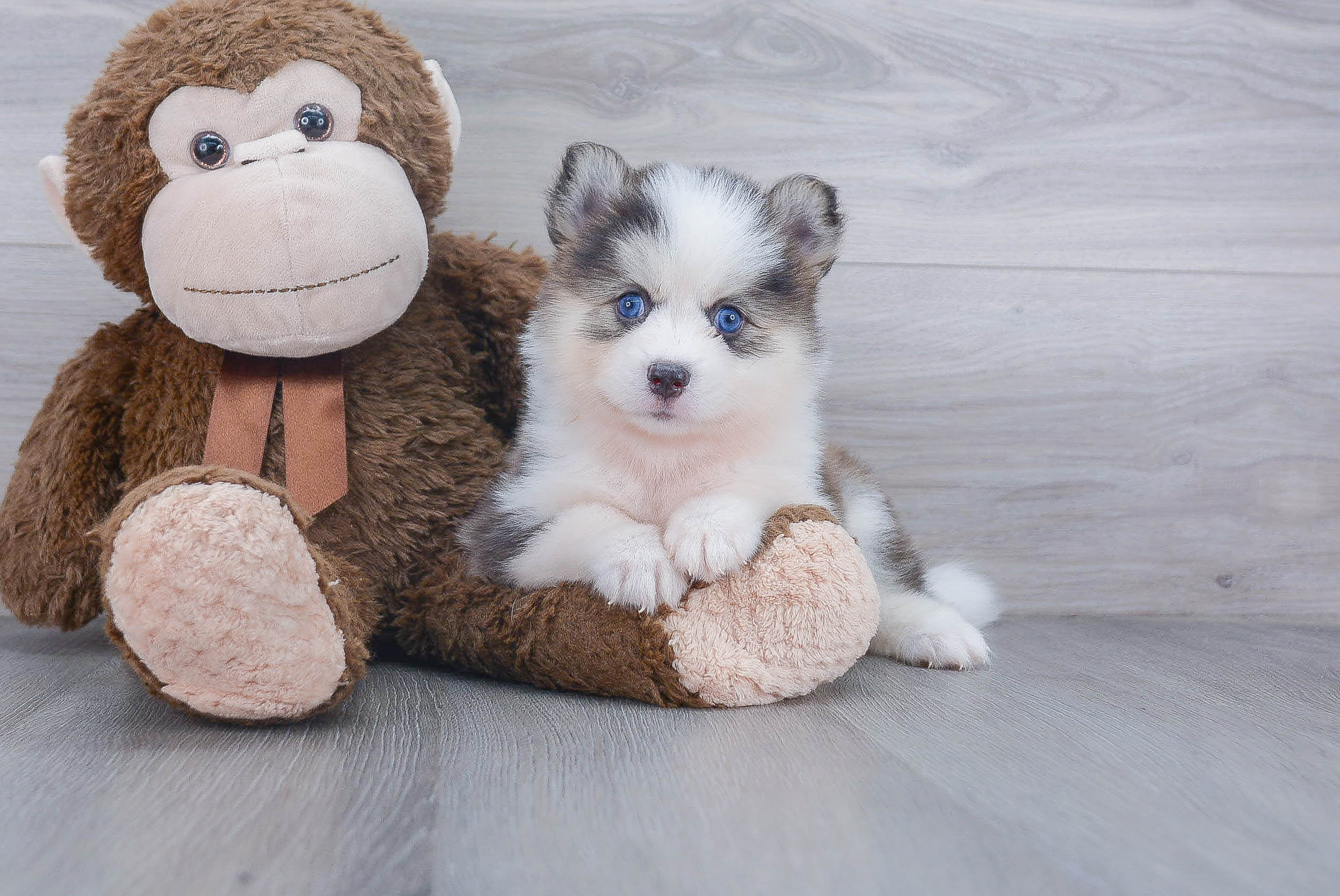 Playful Mini Husky Designer Puppy