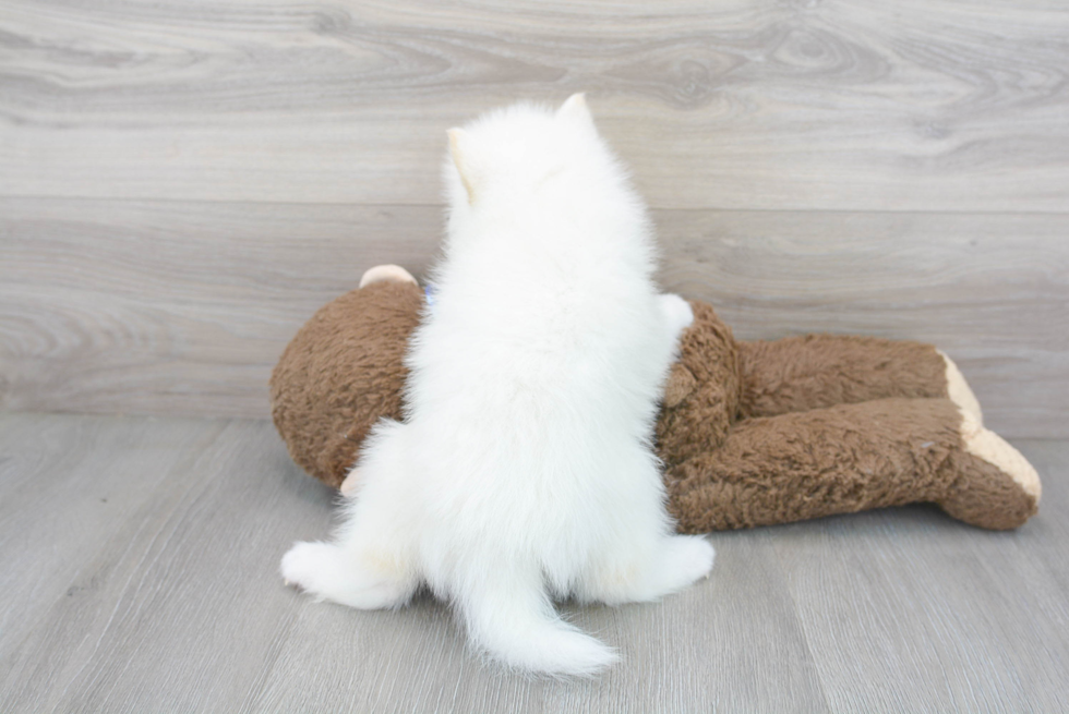 Pomsky Pup Being Cute