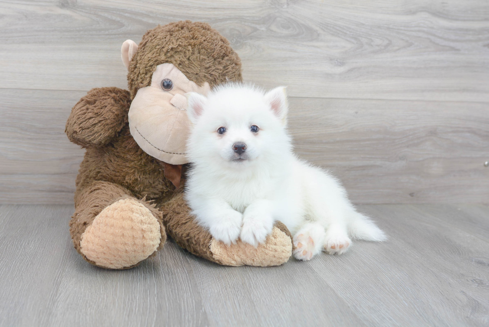 Little Mini Husky Designer Puppy