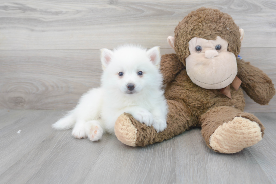 Pomsky Puppy for Adoption