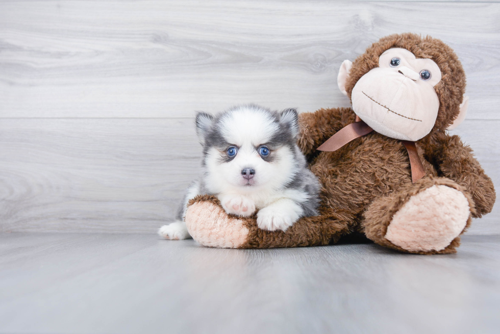 Pomsky Puppy for Adoption
