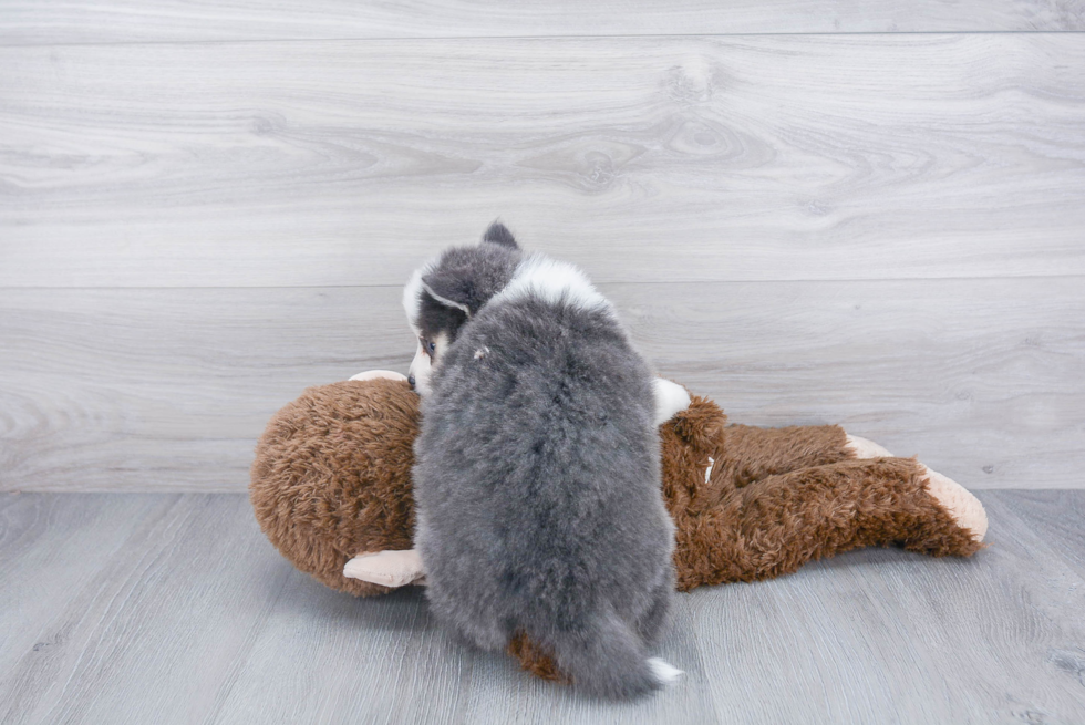 Friendly Pomsky Baby
