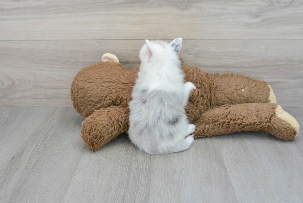 Adorable Mini Husky Designer Puppy