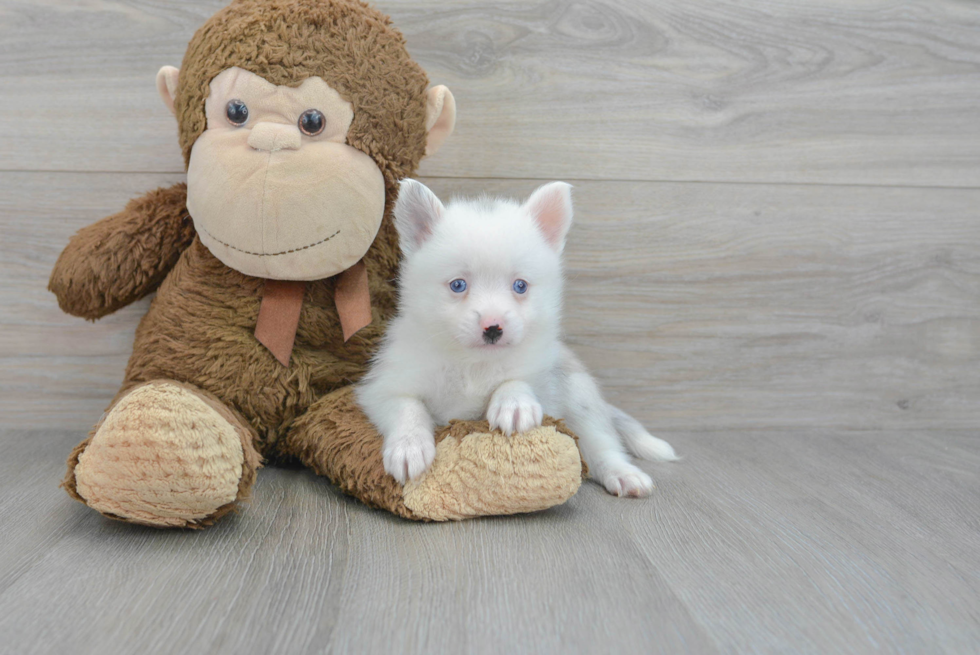 Fluffy Pomsky Designer Pup