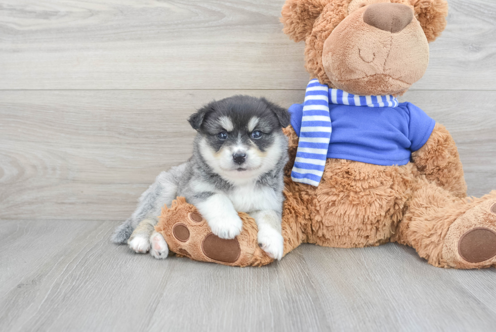 Best Pomsky Baby