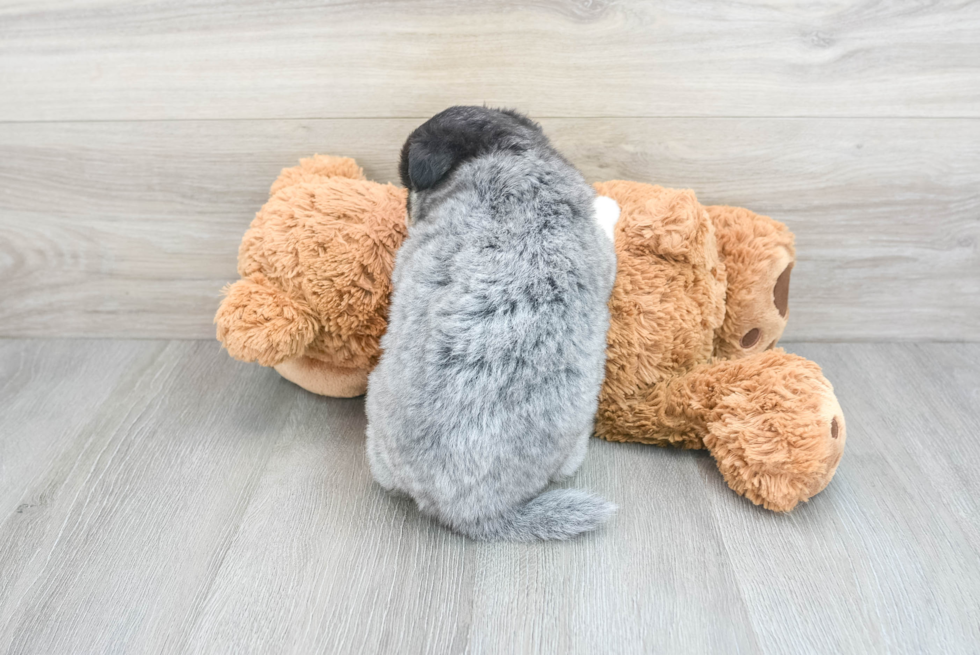 Pomsky Pup Being Cute