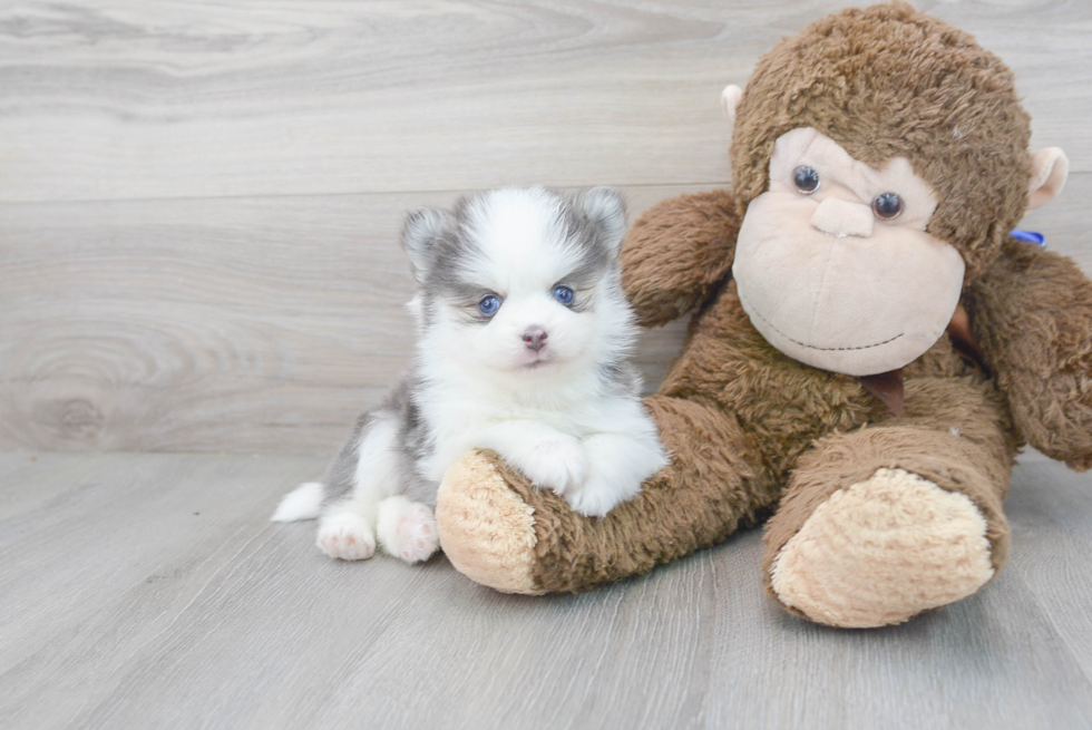 Fluffy Pomsky Designer Pup