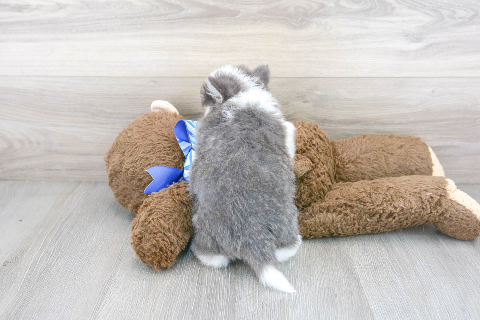 Pomsky Puppy for Adoption