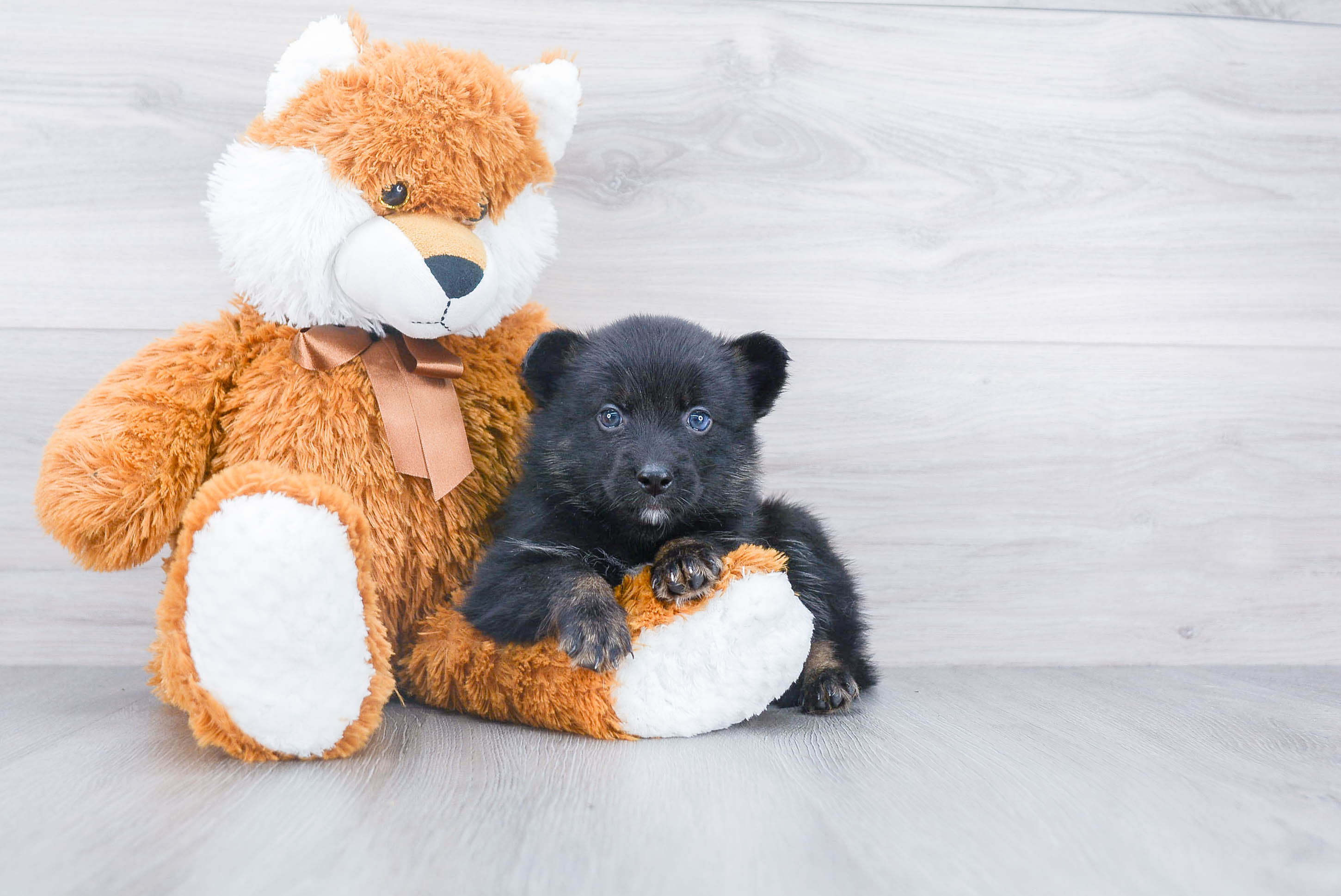 Best Pomsky Baby