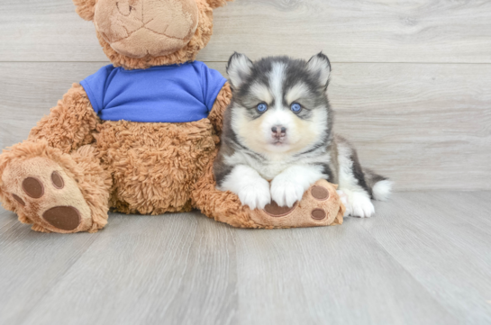 Funny Pomsky Designer Pup