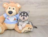 5 week old Pomsky Puppy For Sale - Premier Pups