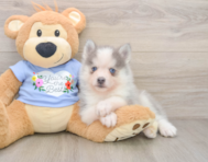 5 week old Pomsky Puppy For Sale - Premier Pups