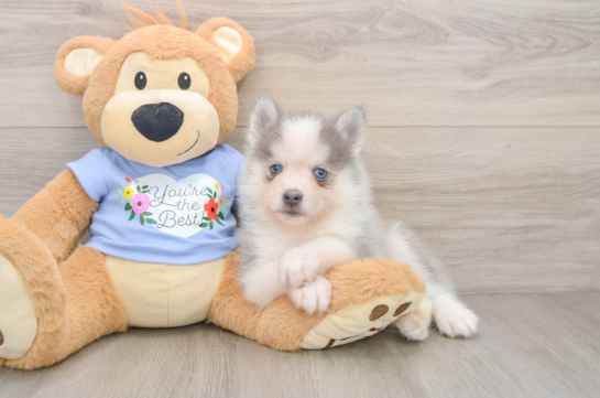GERONIMO, a Pomsky littermate