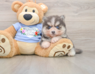 5 week old Pomsky Puppy For Sale - Premier Pups