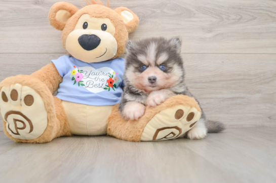 GHOST, a Pomsky littermate