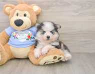 5 week old Pomsky Puppy For Sale - Premier Pups