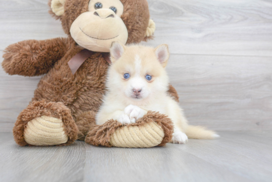 Pomsky Puppy for Adoption