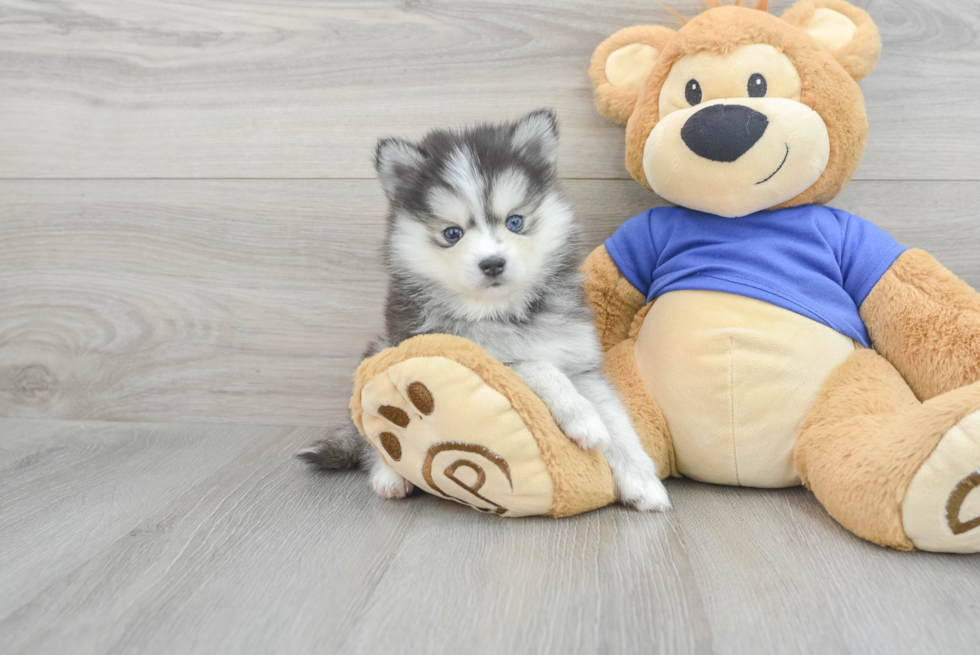 Best Pomsky Baby