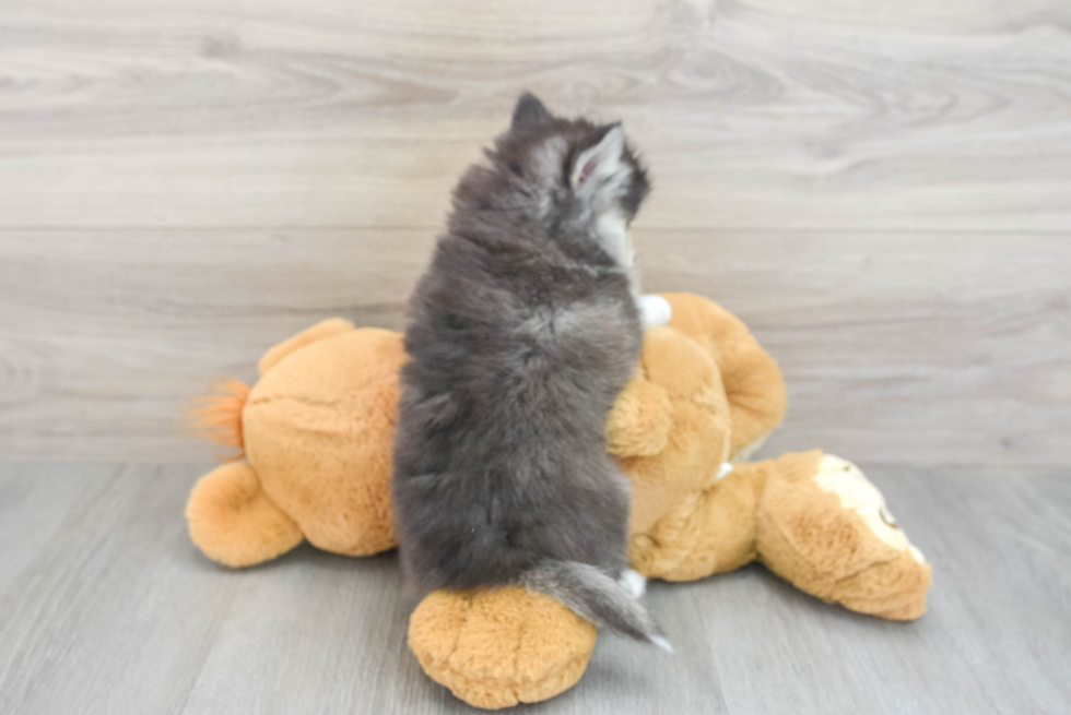Playful Mini Husky Designer Puppy