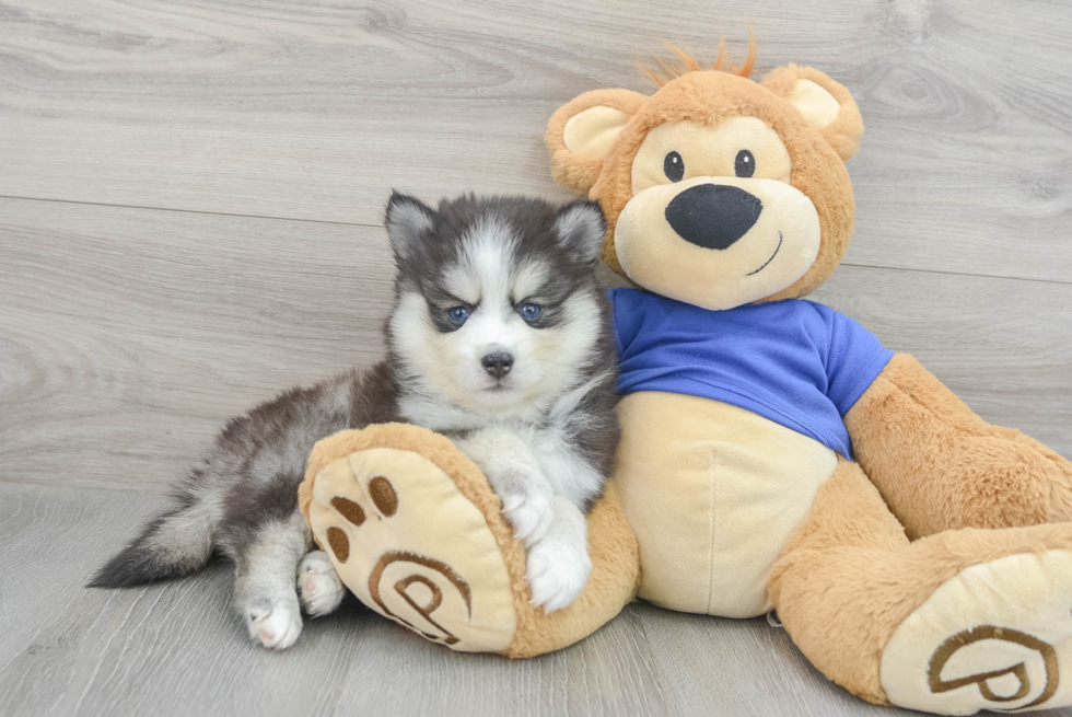 Hypoallergenic Mini Husky Designer Puppy