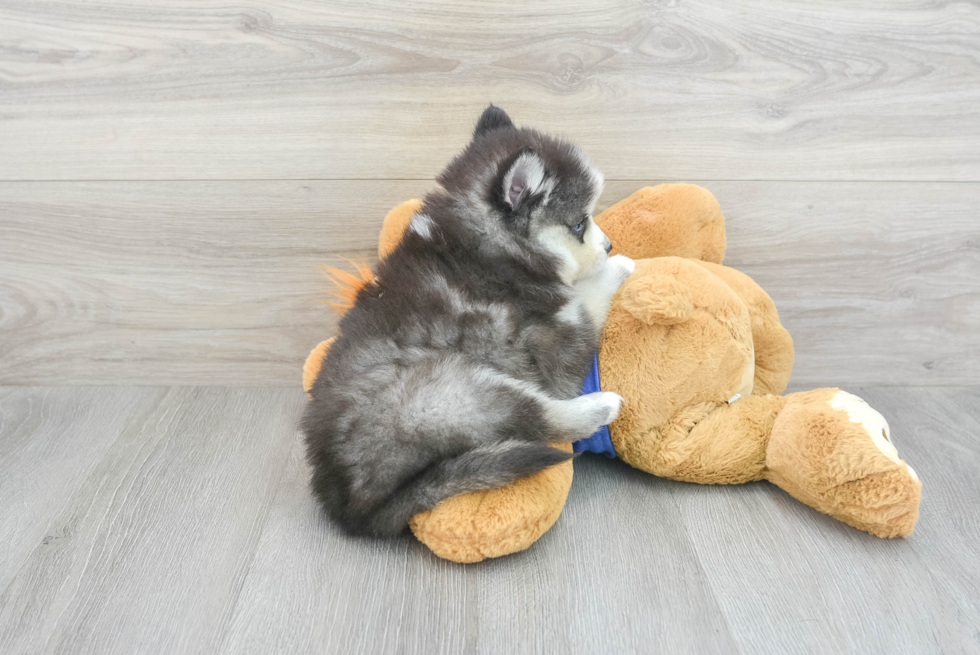 Pomsky Puppy for Adoption