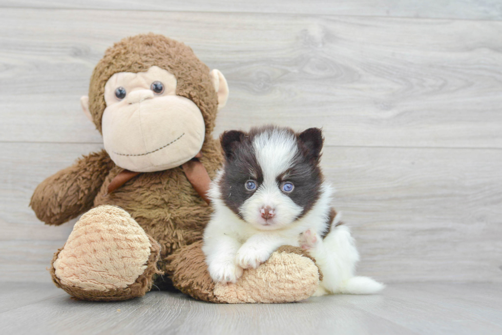 Best Pomsky Baby